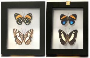 B2NE4 Front and Back View