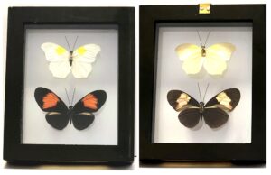 B2NE5 Front and Back View