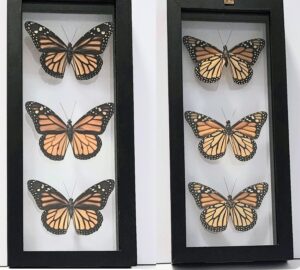 B3NMON-1 Front and Back View