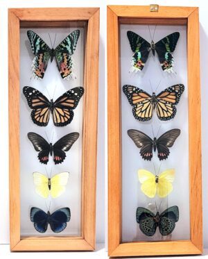 B5-11 Front and Back View