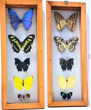 B5-2 Front and Back View