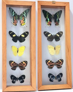 B5-9 Front and Back View