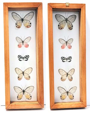 B5GW-1 Front and Back View