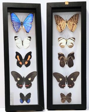 B5N-10 Front and Back View