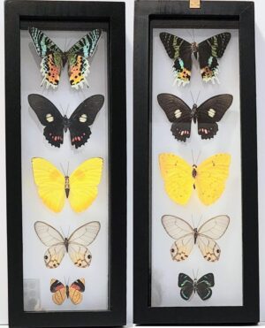 B5N-12 Front and Back View