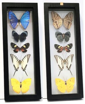 B5N-2 Front and Back View