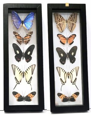 B5N-3 Front and Back View