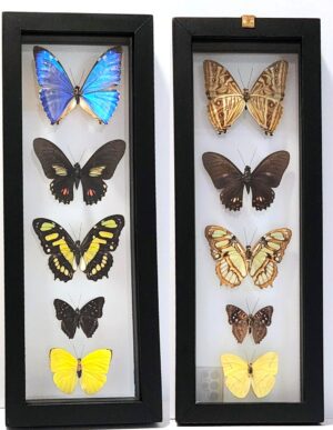 B5N-4 Front and Back View