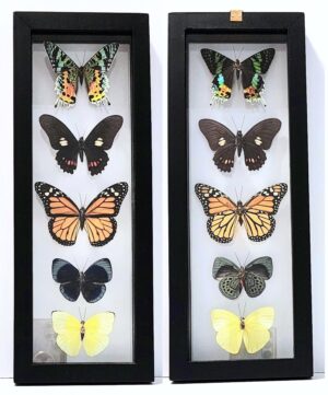 B5N-6 Front and Back View