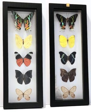 B5N-7 Front and Back View