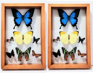 B7-2 Front and Back View