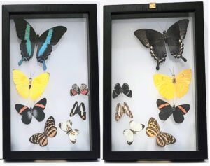 B7N-1 Front and Back View