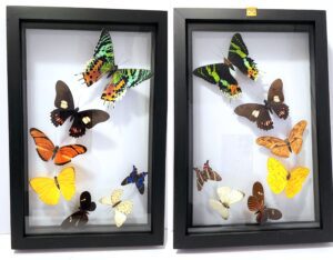 B7N-10 Front and Back View