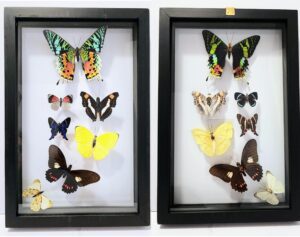 B7N-13 Front and Back View