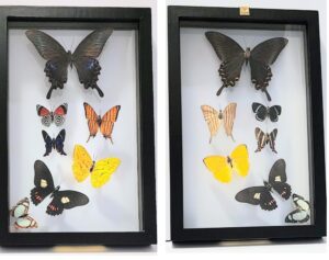 B7N-4 Front and Back View