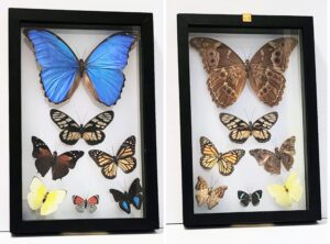 B7N-5 Front and Back View