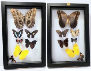 B7N-8 Front and Back View