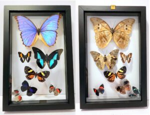 B7N-9 Front and Back View