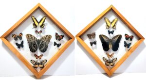 B9RH-1 Front and Back View