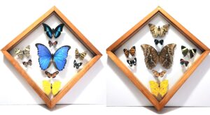 B9RH-3 Front and Back View