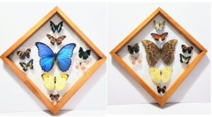 B9RH-6 Front and Back View