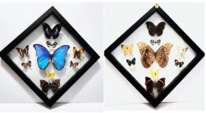 B9RHN-1 Front and Back View