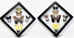 B9RHN-2 Front and Back View