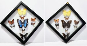 B9RHN-3 Front and Back View