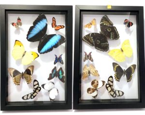 B9RN-2 Front and Back View