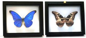 MC1N-1 Front and Back View