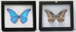 MC1N-3 Front and Back Vew