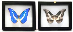 MH1N-3 Front and Back View