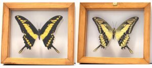 P1 1-1 Front and Back View