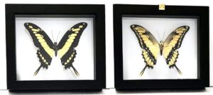 P1N-1 Front and Back View