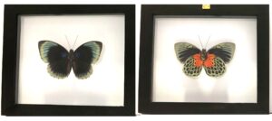 P1N8E1 Front and Back View