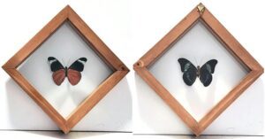 SQ1-3 Front and Back View