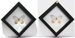 SQN1-2 Front and Back View