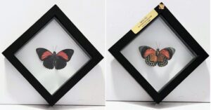 SQN2-3 Front and Back View