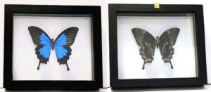 ULN-2 Front and Back View